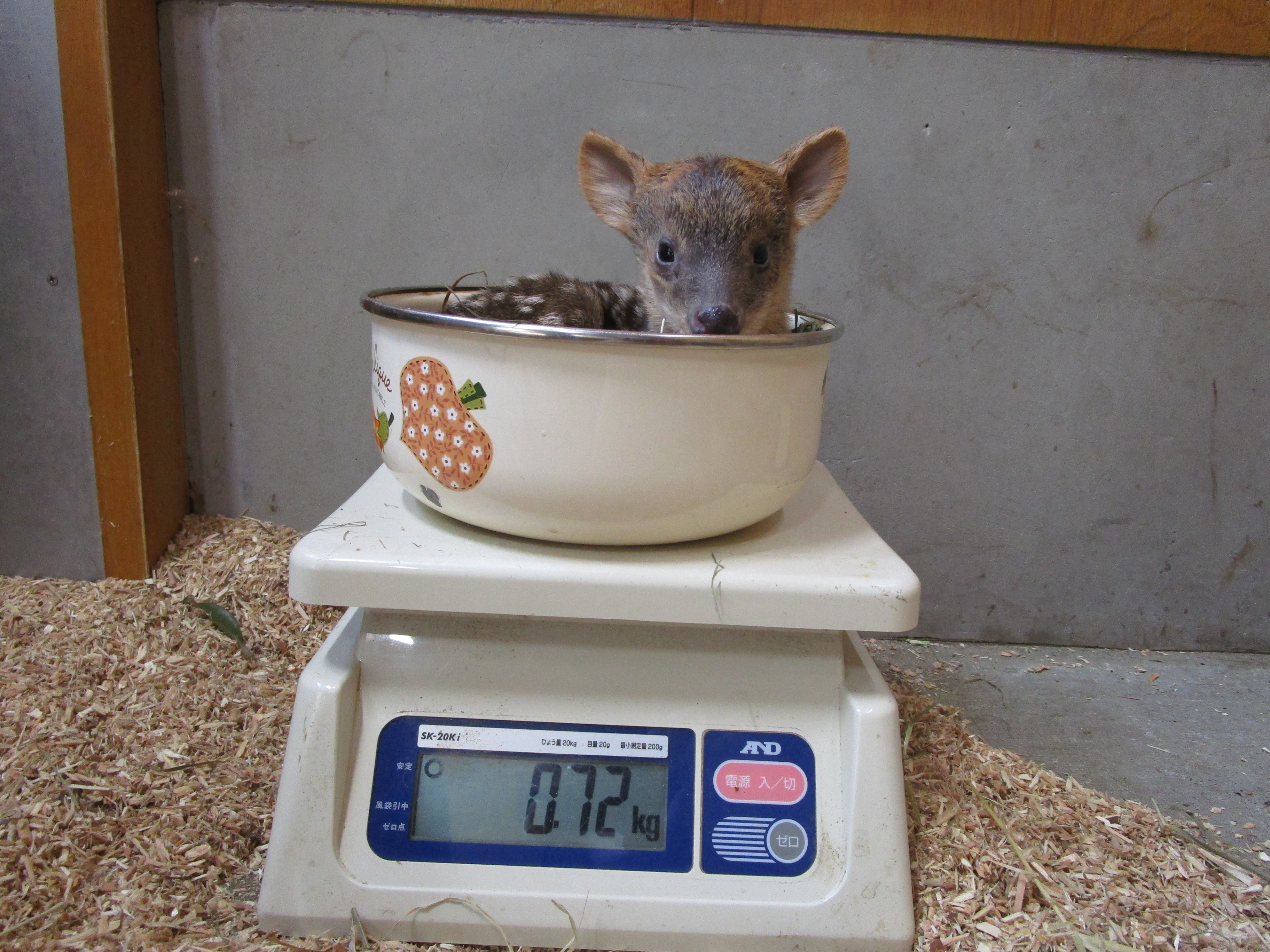 Un pudú que pesa 720gr