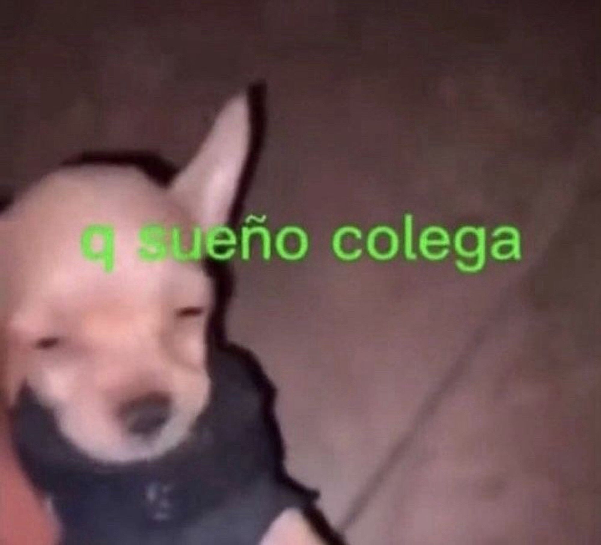 Foto pixelada. Sale un chihuahua rubio con ropa. Tiere cara de sueño y dice "q sueño colega" con letras verdes.