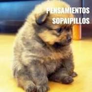 Meme de un cachorro café sentado como persona diciendo "pensamientos sopaipillos"
