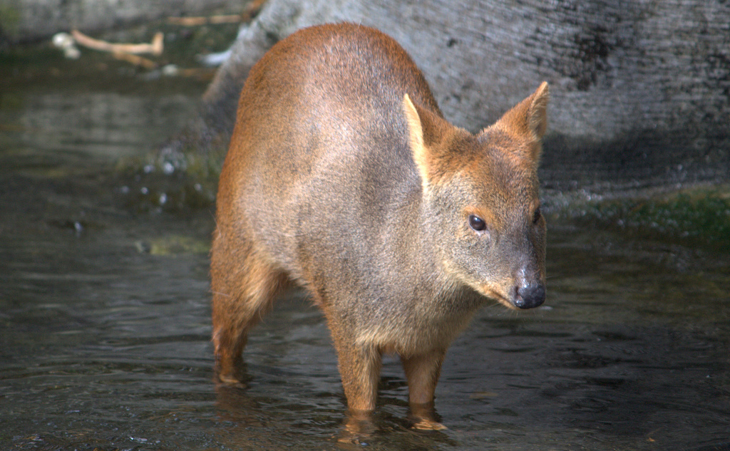 Pudú caminando en agua bajita