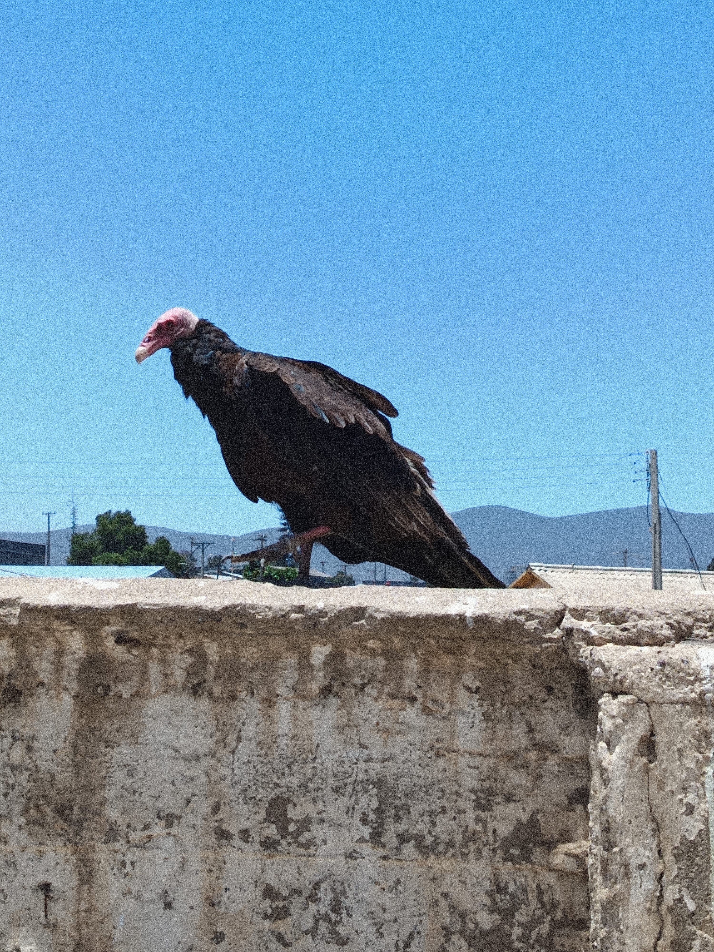 Foto de un jote cabeza colorada sobre un muro divisor de patio