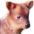 pudu
