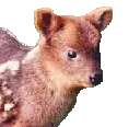 Pudú