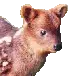 pudu