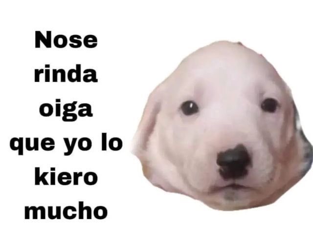 Un meme. Sobre un fondo blanco, la cabeza de un cachorrito blanco te mira con ternura, a su izquierda dice "Nose rinda oiga que yo lo kiero mucho".