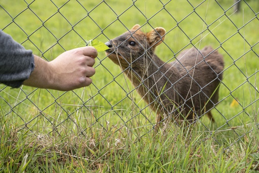 Pudú