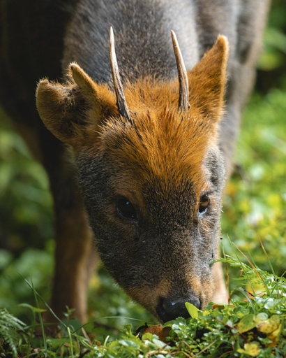 Porque pudú